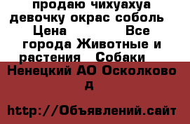 продаю чихуахуа девочку,окрас соболь › Цена ­ 25 000 - Все города Животные и растения » Собаки   . Ненецкий АО,Осколково д.